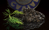 Caviar in der grossen Dose