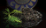 Caviar in der grossen Dose